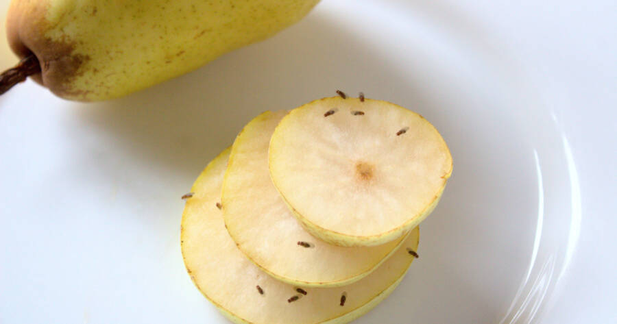 The Easiest Way to Get Rid of Fruit Flies