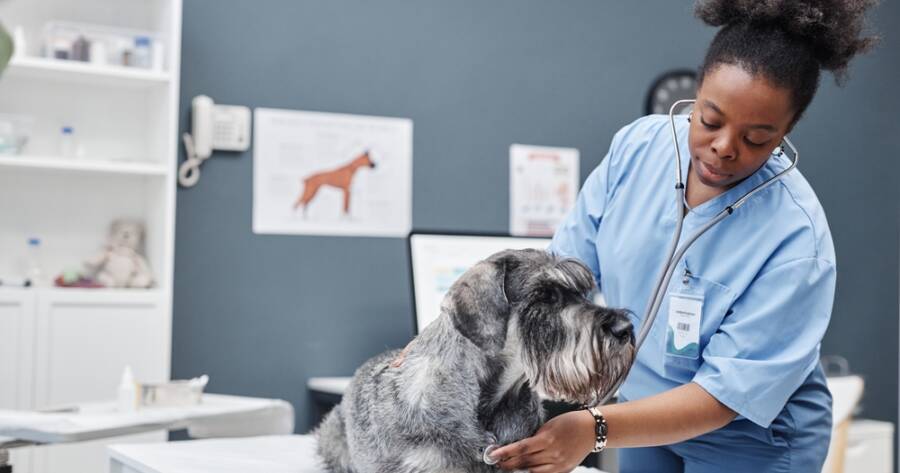 Is Pet Insurance Worth It? What You Need to Know Before You Buy